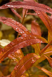 08-09 Fireweed after rain.JPG