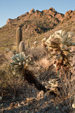 09-01 Saguaro 04.JPG