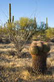 09-01 Saguaro 06.JPG