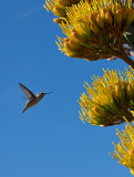 09-06 Flowering Agave 03.JPG