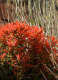 08-04 Indian Paintbrush (Arches NP) 03.JPG