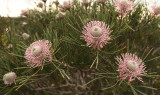 Isopogon sp., Kalbarri NP 