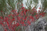 Hakea orthorrhyncha, Kalbarri NP 