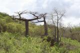 Adansonia suarezensis and Adansonia madagascariensisMadagasc.JPG