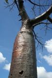 Adansonia suarezensis Madagascar Diego Suarez MOntagne des Fr.JPG