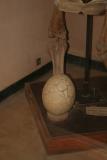 Aepyornis egg Museum de l Academie Malgache 1.I.2006.JPG
