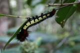 Caterpillar Madagascar Est Andasibe Reserve de Analamazaotra.JPG