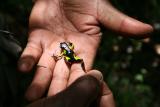 Mantella madagascariensis Madagascar Est Andasibe Mantandia .JPG