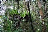 Montane Pandanus forest Madagascar Est Andasibe Vohimama 3.JPG