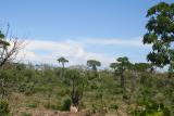 Pachypodium sp. Madagascar Diego Suarez Foret de lOrang 2.JPG