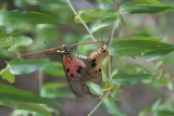 Acraea butterflies: Berenty nature reserve  10 December 2007.JPG