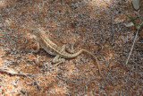 Chalarodon madagascariensis (Iguanidae)  Road to Beloha 9 December 2007 19.JPG