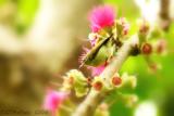 Olive-Backed Sunbird