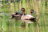 Philippine Ducks