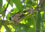 Pied Fantail making a nest