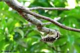 Philippine Pygmy Woodpecker