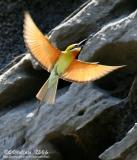 Blue-Tailed Bee-Eater - IMG_4277w.jpg