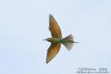 Blue-Tailed Bee-Eater - IMG_3946w.jpg