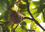 Black-Naped Orioles Nest