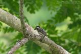 Phil. Pygmy Woodpecker IMG_8848w1.jpg