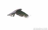 Philippine Hawk-Eagle