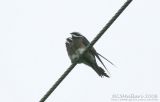 Whiskered Treeswift