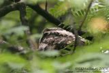 Philippine Nightjar