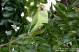 Rose-ringed Parakeet ( female )
