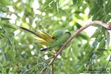 Preening Rose-Ringed Parakeet