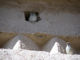 many of the buildings are built of unbaked mud and straw