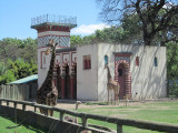 giraffes look in the second story windows