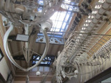 comparing structures of whales and the building