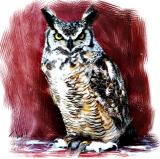 horned-owl