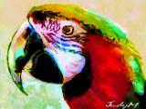 macaw