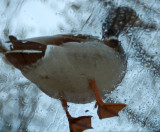 Duck Abstract