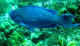 Blue Parrotfish and Ramora