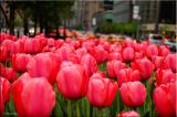 City Tulips