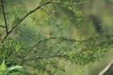 Rufous-capped Warbler