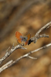 Western Pygmy Blue 3