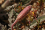 California Evening Primrose 3