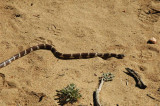 California King Snake in Sand