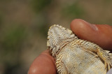 Coast Horned Lizard 2