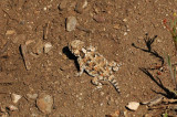 Coast horned Lizard 4