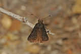 Sleepy Duskywing