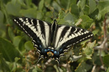 Pale Swallowtail 2