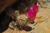 Engelmanns Hedgehog Cactus 2