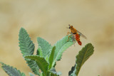 Male Rhaphiomidas (Fly) 2