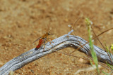 Male Rhaphiomidas (Fly) 3