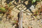 Rosy Boa