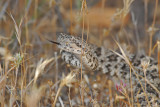 Speckled Rattlesnake 3